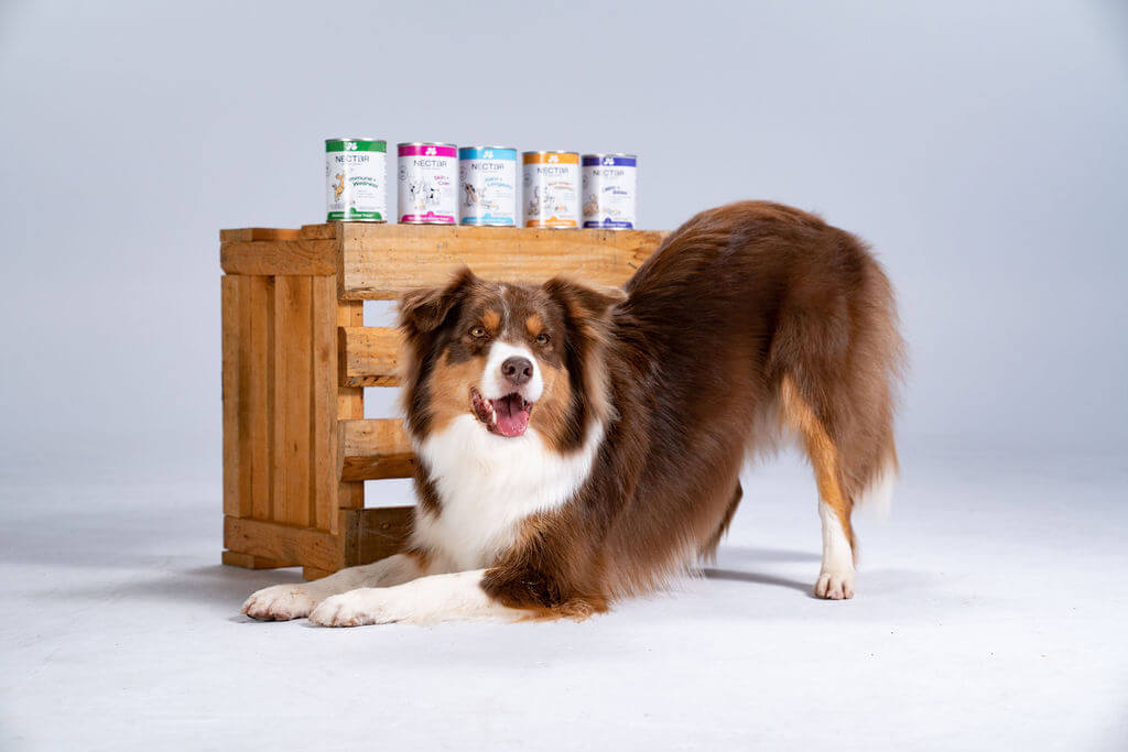 Human probiotics best sale safe for dogs